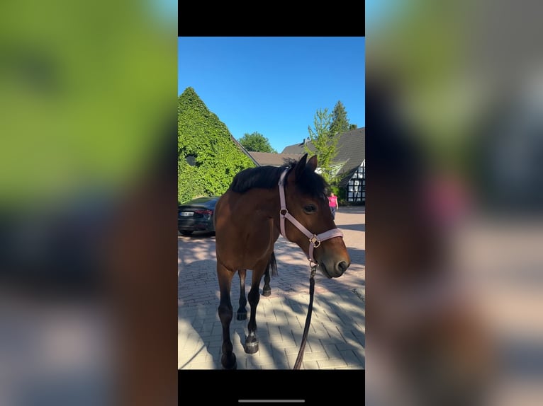Irish Sport Horse Mare 12 years 14.1 hh Brown-Light in Osnabrück