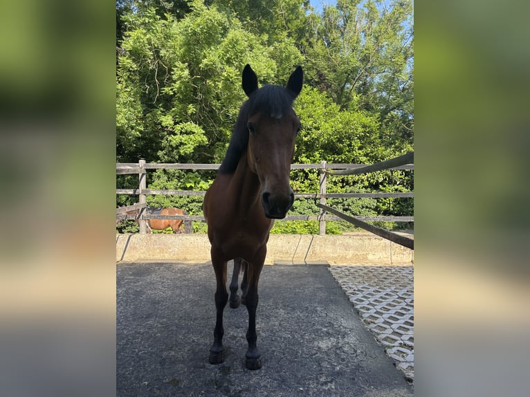 Irish Sport Horse Mare 12 years 14.1 hh Brown-Light in Osnabrück