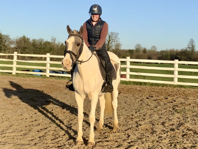 Irish Sport Horse Mix Mare 12 years 15,1 hh Pinto in Mountrath