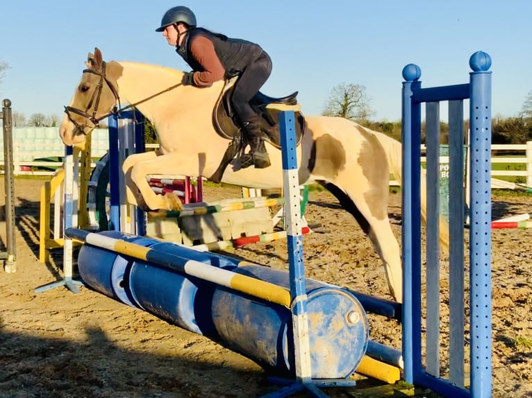 Irish Sport Horse Mix Mare 12 years 15,1 hh Pinto in Mountrath