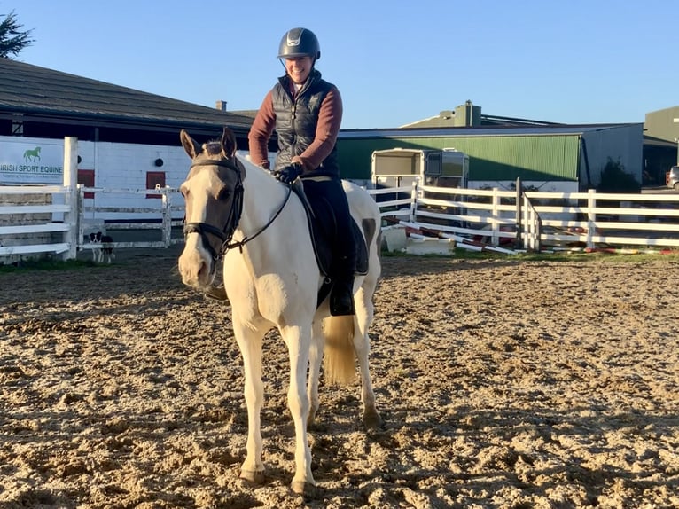 Irish Sport Horse Mix Mare 12 years 15,1 hh Pinto in Mountrath