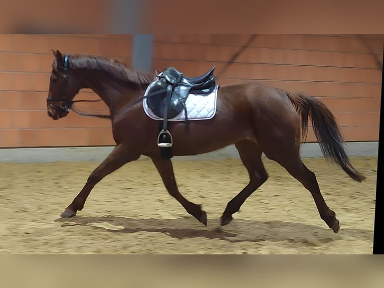 Irish Sport Horse Mare 12 years 15.2 hh Chestnut in Lage