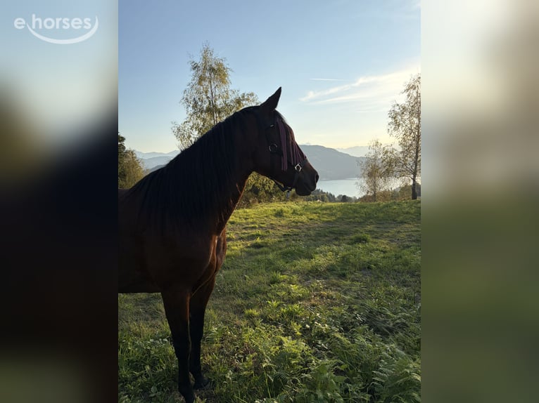 Irish Sport Horse Mare 12 years 15 hh Brown in Pritschitz