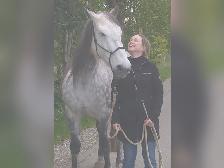 Irish Sport Horse Mare 12 years 15,1 hh Grey-Dapple in Stelle