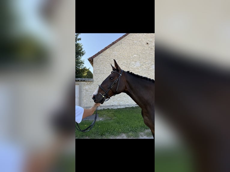 Irish Sport Horse Mare 12 years 15,2 hh Bay-Dark in Mortery