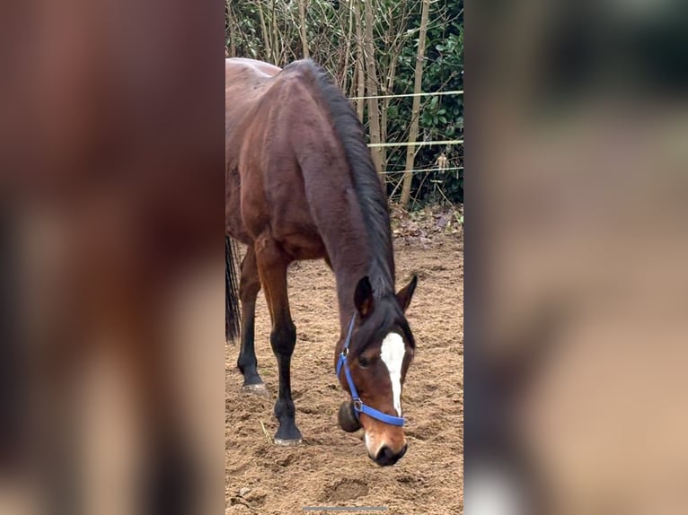 Irish Sport Horse Mare 12 years 15,2 hh Brown in Norderstedt
