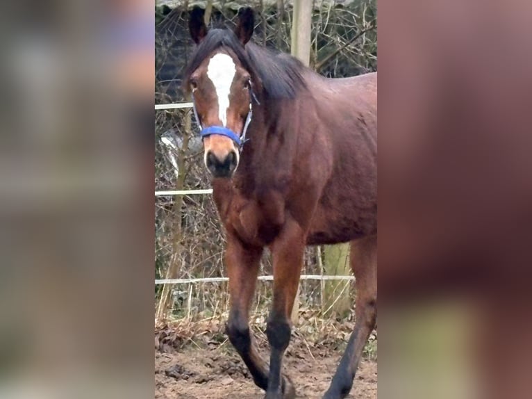 Irish Sport Horse Mare 12 years 15,2 hh Brown in Norderstedt