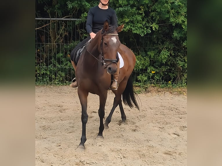 Irish Sport Horse Mare 12 years 15,3 hh Brown in Lage Irish Sport Horse Mare 12 years 15,3 hh Brown in Lage