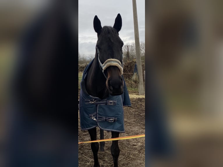 Irish Sport Horse Mare 12 years 16.1 hh Black in Krosigk