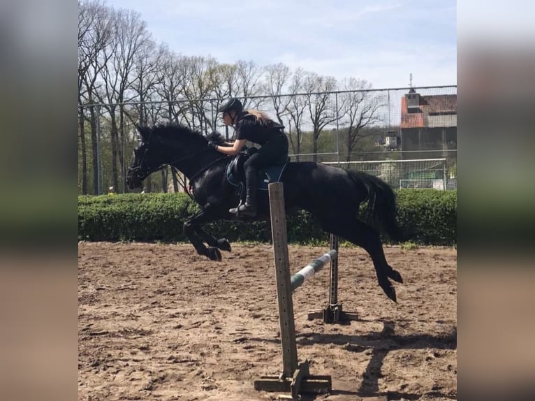 Irish Sport Horse Mare 12 years 16.1 hh Black in Krosigk