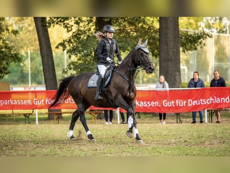 Irish Sport Horse Mare 12 years 16.1 hh Black in Krosigk