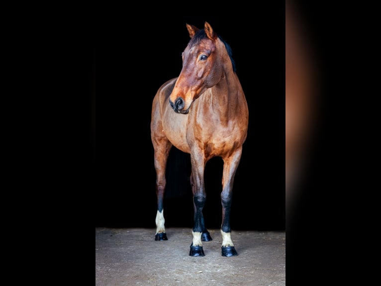 Irish Sport Horse Mare 12 years 16,2 hh Brown in Salzhausen
