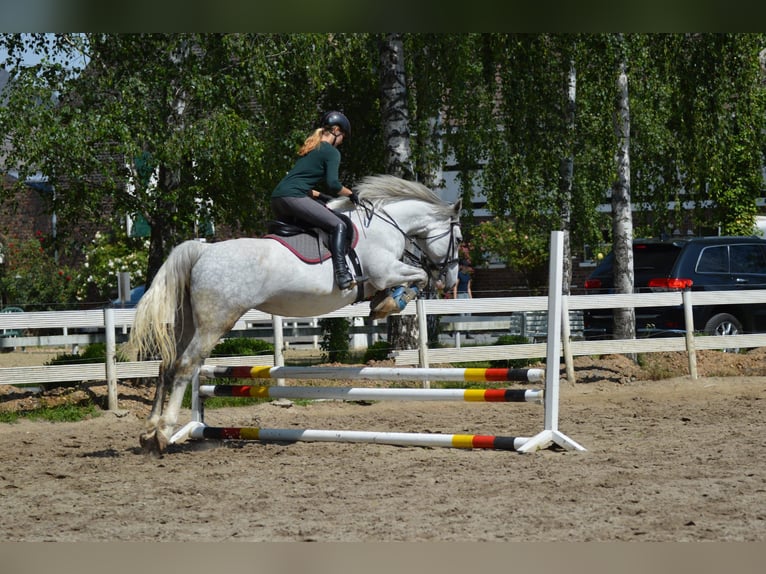 Irish Sport Horse Mare 12 years 16,2 hh Gray in Vettweiß