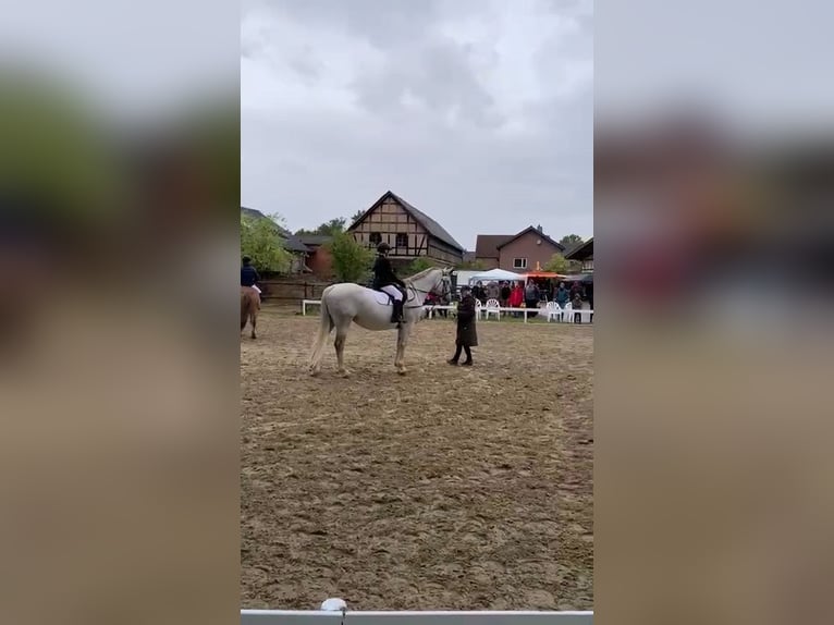 Irish Sport Horse Mare 12 years 16,2 hh Gray in Vettweiß