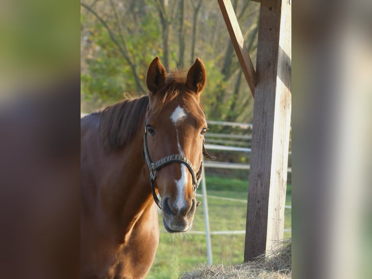 Irish Sport Horse Mare 12 years 16 hh Chestnut-Red in DieburgDieburg