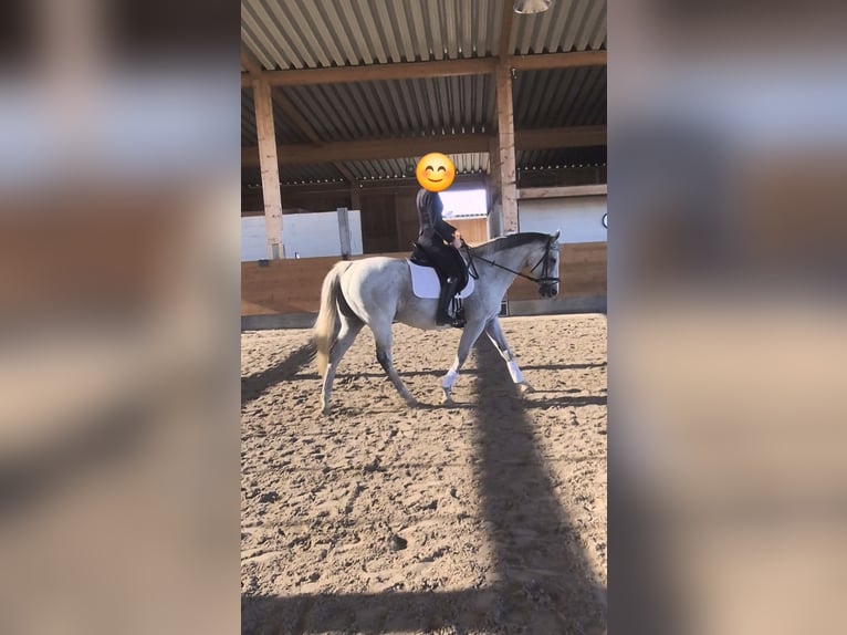 Irish Sport Horse Mare 12 years 16 hh Grey in Jerxheim