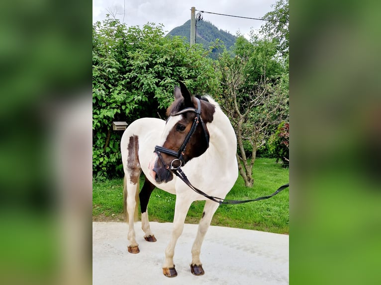 Irish Sport Horse Mare 12 years 16 hh Pinto in Gummern