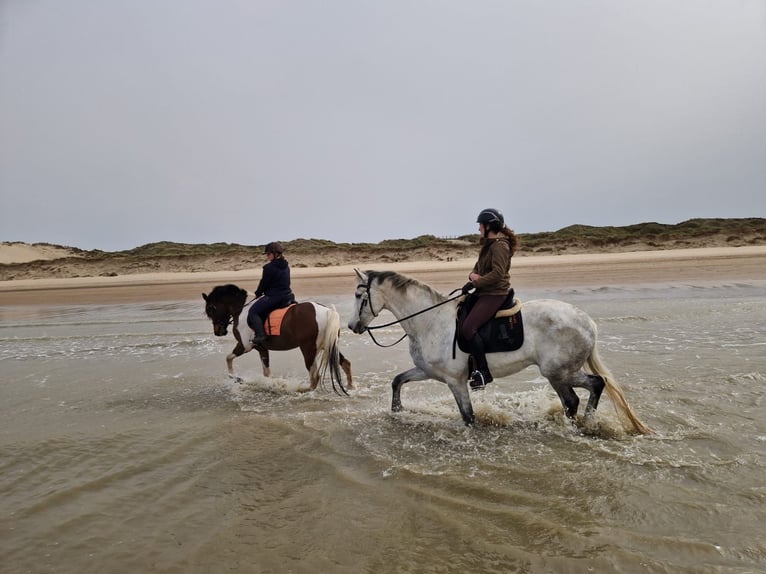 Irish Sport Horse Mare 12 years 16,1 hh Grey in Harelbeke