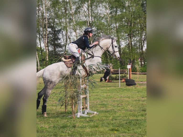 Irish Sport Horse Mare 12 years 16,1 hh Grey in Harelbeke