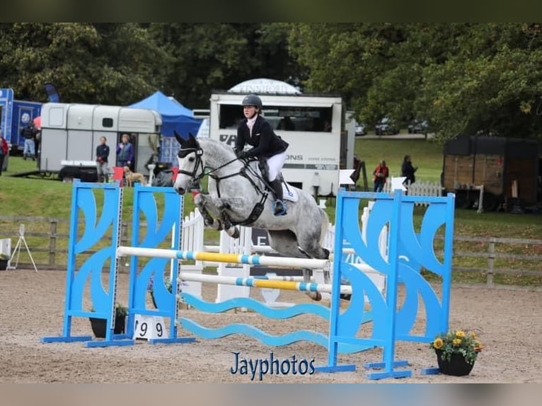 Irish Sport Horse Mare 12 years 16,1 hh Grey in Harelbeke