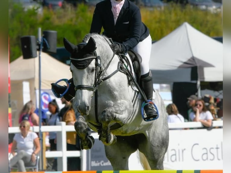 Irish Sport Horse Mare 12 years 16,1 hh Grey in Harelbeke