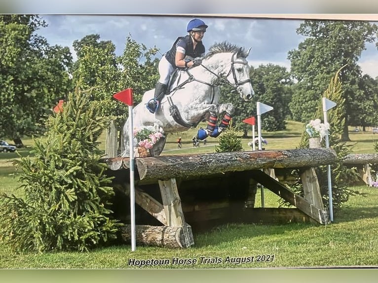 Irish Sport Horse Mare 12 years 16,1 hh Grey in Harelbeke