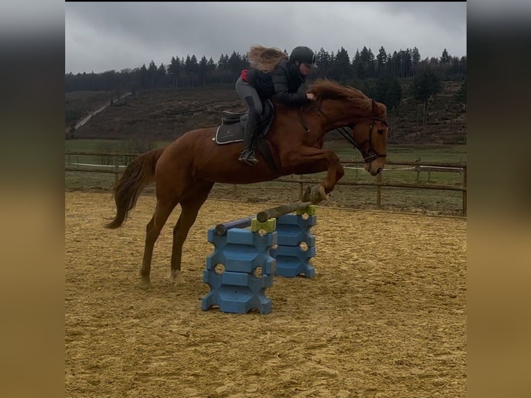 Irish Sport Horse Mare 12 years 16,2 hh Chestnut-Red in Brilon