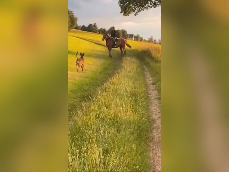 Irish Sport Horse Mare 12 years 16,2 hh Chestnut-Red in Brilon