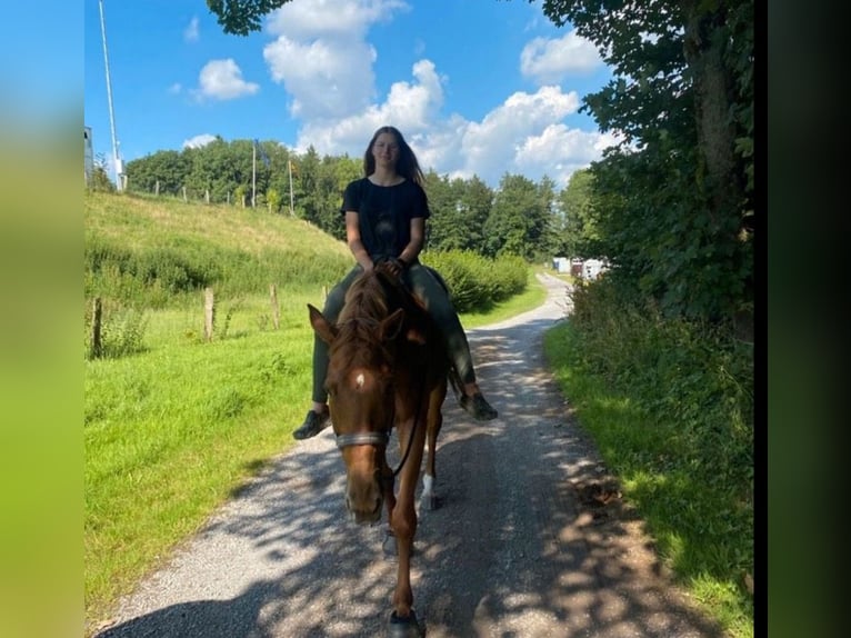 Irish Sport Horse Mare 12 years 16,2 hh Chestnut-Red in Brilon