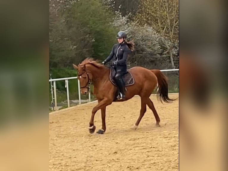 Irish Sport Horse Mare 12 years 16,2 hh Chestnut-Red in Brilon