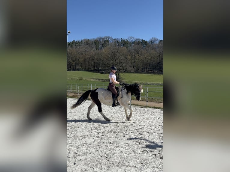 Irish Sport Horse Mix Mare 13 years 14.3 hh Pinto in Kulmbach