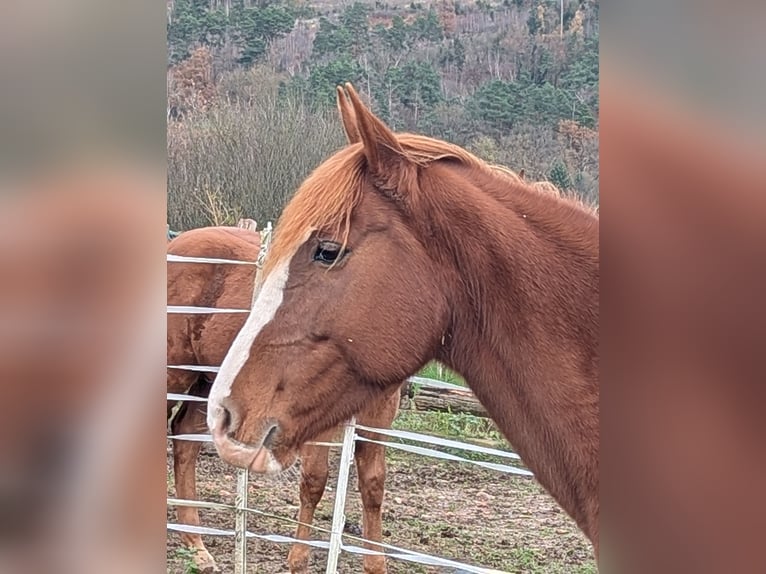 Irish Sport Horse Mare 13 years 14.3 hh Rabicano in Wesertal