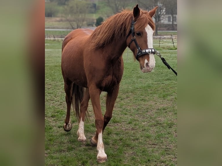 Irish Sport Horse Mare 13 years 14.3 hh Rabicano in Wesertal