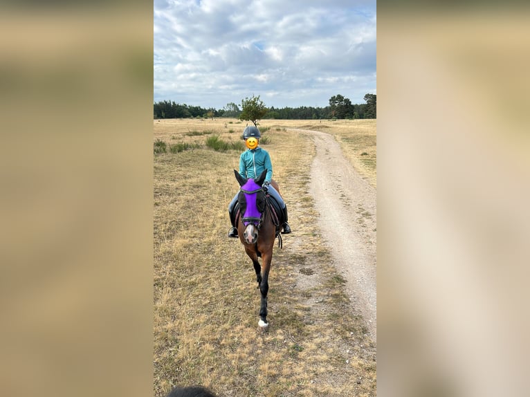 Irish Sport Horse Mare 13 years 14,1 hh Brown in Oberasbach