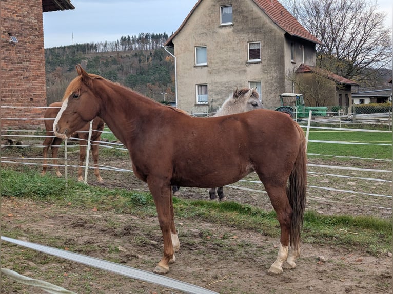 Irish Sport Horse Mare 13 years 14,3 hh Rabicano in Wesertal