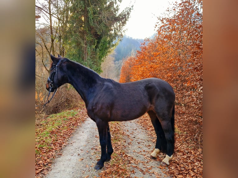 Irish Sport Horse Mare 13 years 15,1 hh Bay-Dark in Gummern