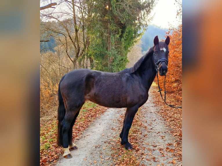 Irish Sport Horse Mare 13 years 15,1 hh Bay-Dark in Gummern