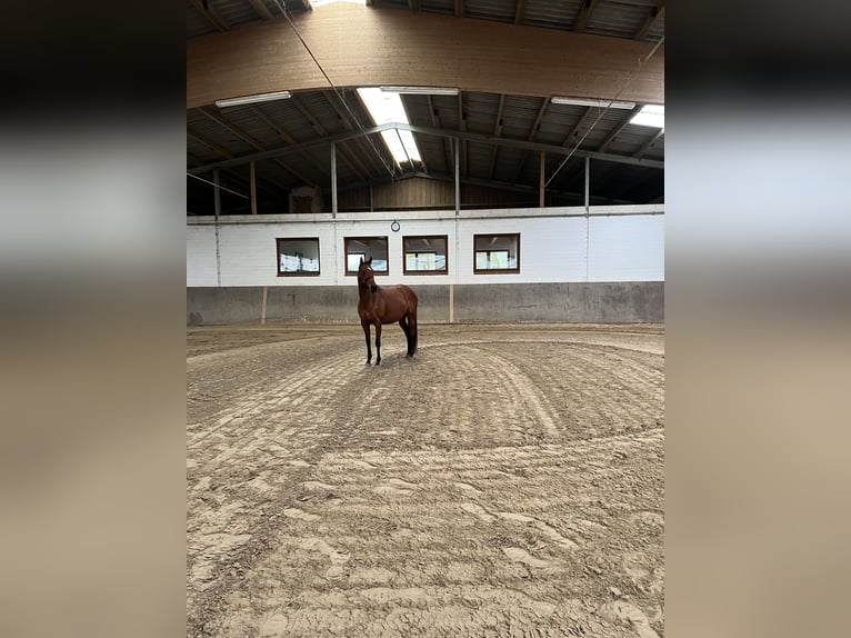 Irish Sport Horse Mare 13 years 15,2 hh Brown in Hamburg