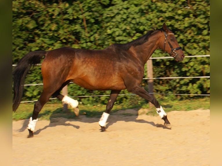 Irish Sport Horse Mare 13 years 15,2 hh Brown in Velpke