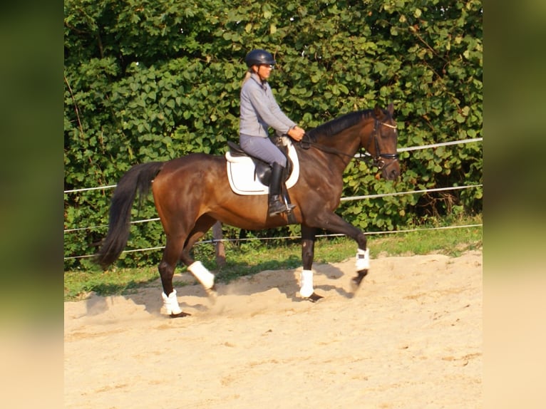 Irish Sport Horse Mare 13 years 15,2 hh Brown in Velpke