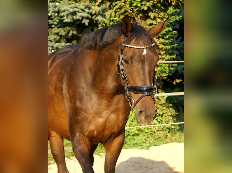 Irish Sport Horse Mare 13 years 15,2 hh Brown in Velpke