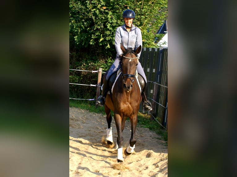 Irish Sport Horse Mare 13 years 15,2 hh Brown in Velpke