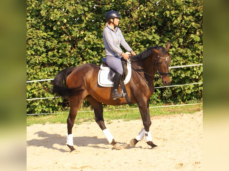 Irish Sport Horse Mare 13 years 15,2 hh Brown in Velpke