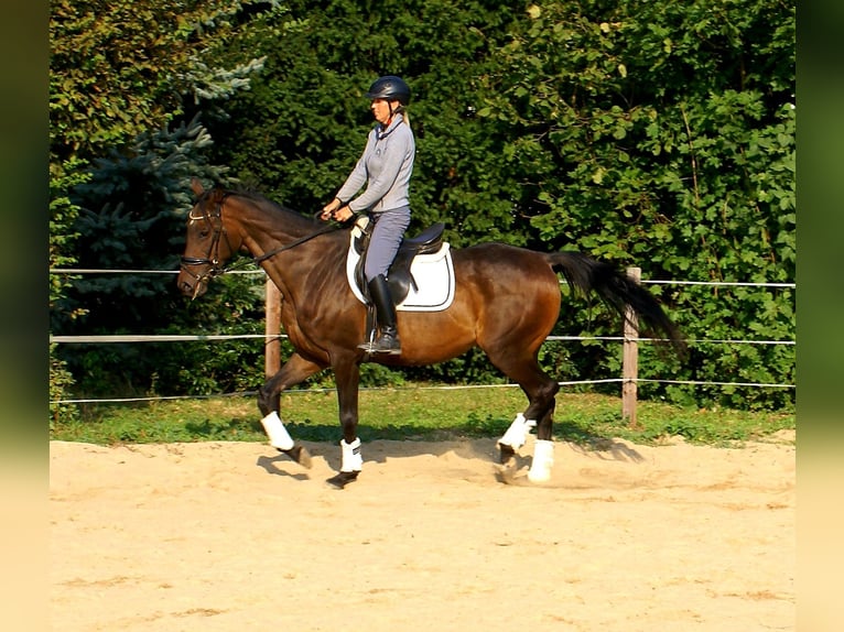 Irish Sport Horse Mare 13 years 15,2 hh Brown in Velpke