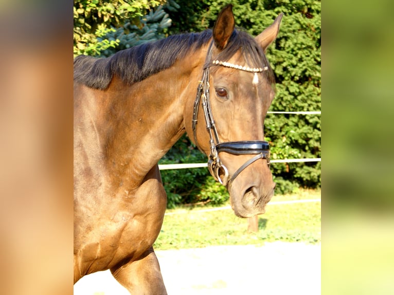 Irish Sport Horse Mare 13 years 15,2 hh Brown in Velpke