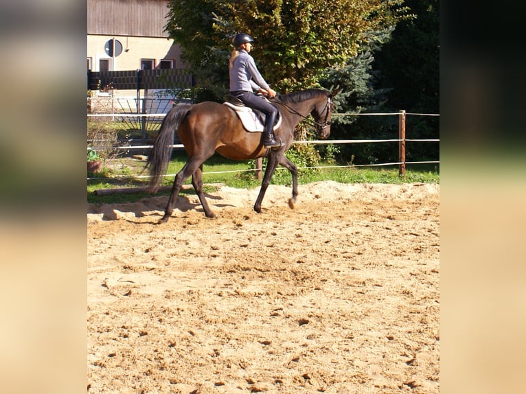 Irish Sport Horse Mare 13 years 15,2 hh Brown in Velpke