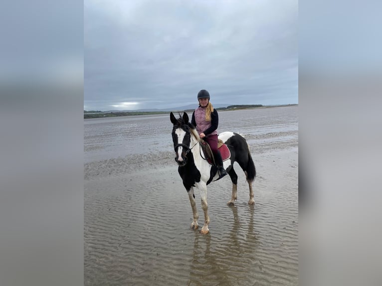 Irish Sport Horse Mare 13 years 15,1 hh Pinto in Sligo