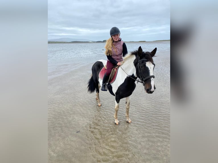Irish Sport Horse Mare 13 years 15,1 hh Pinto in Sligo