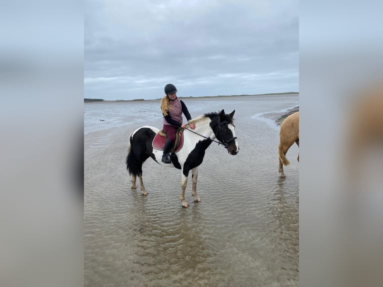 Irish Sport Horse Mare 13 years 15,1 hh Pinto in Sligo