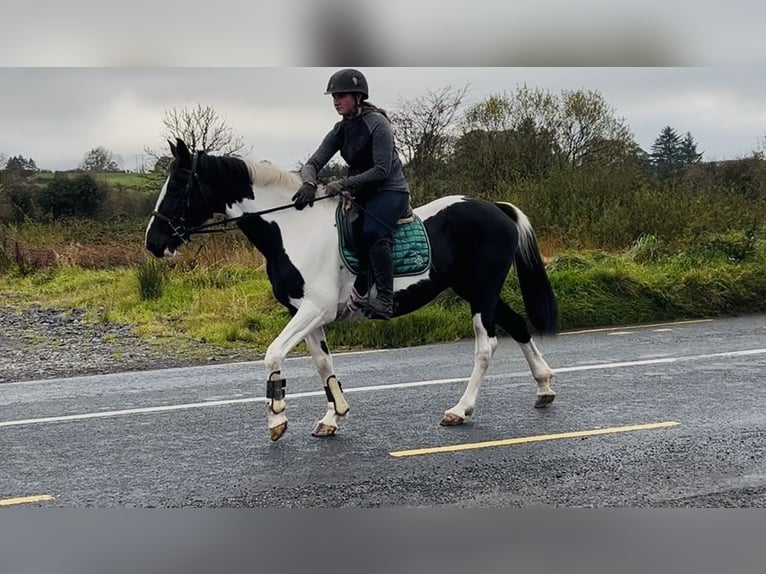 Irish Sport Horse Mare 13 years 15,1 hh Pinto in Sligo